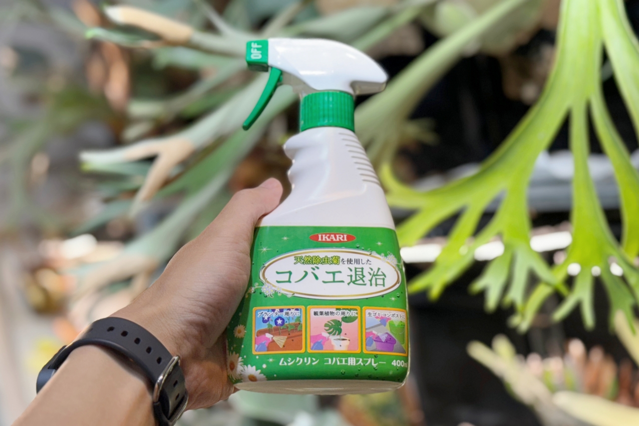 【コバエ対策】夏のビカクシダの不快を防ぐ【イカリ消毒ムシクリン】