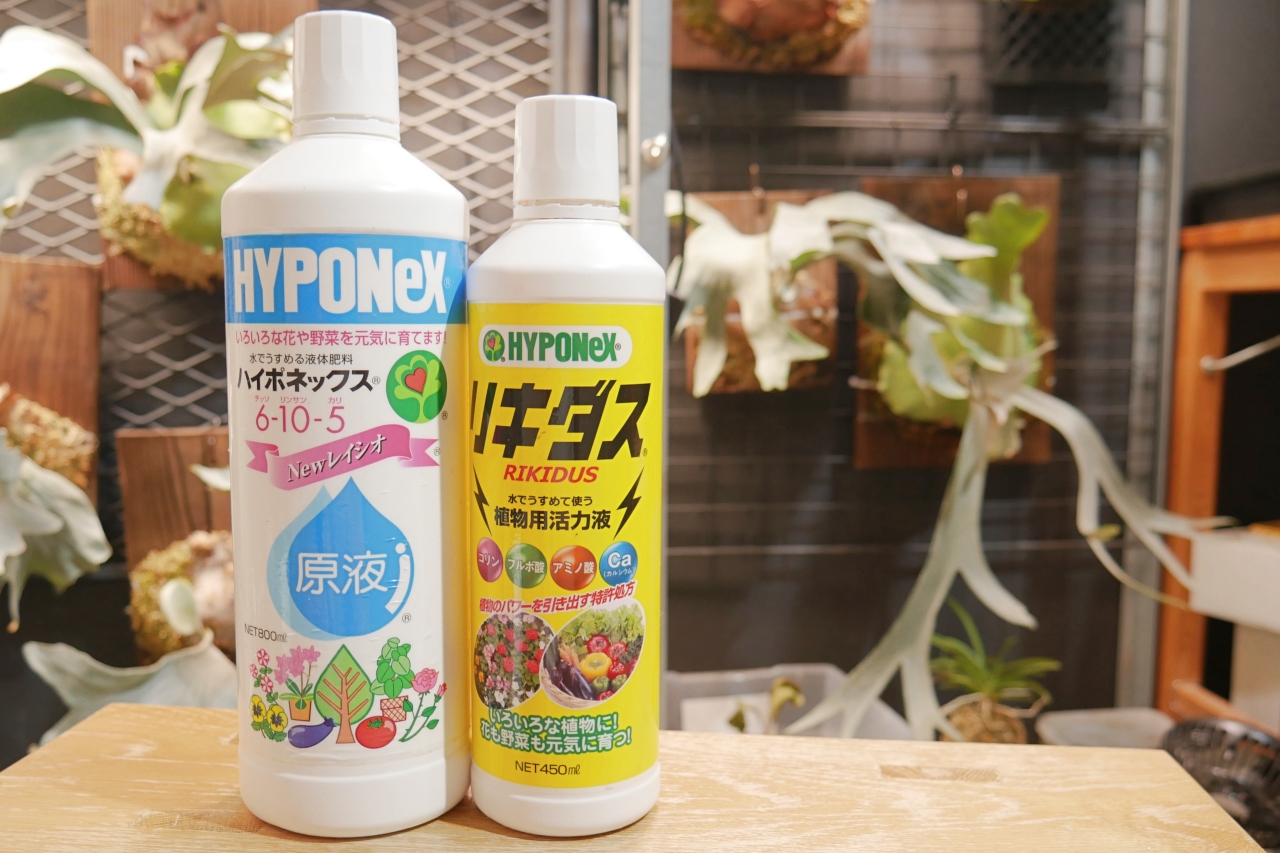 ビカクシダ栽培における【肥料】と【活力剤】の役割の違いと与えるタイミング