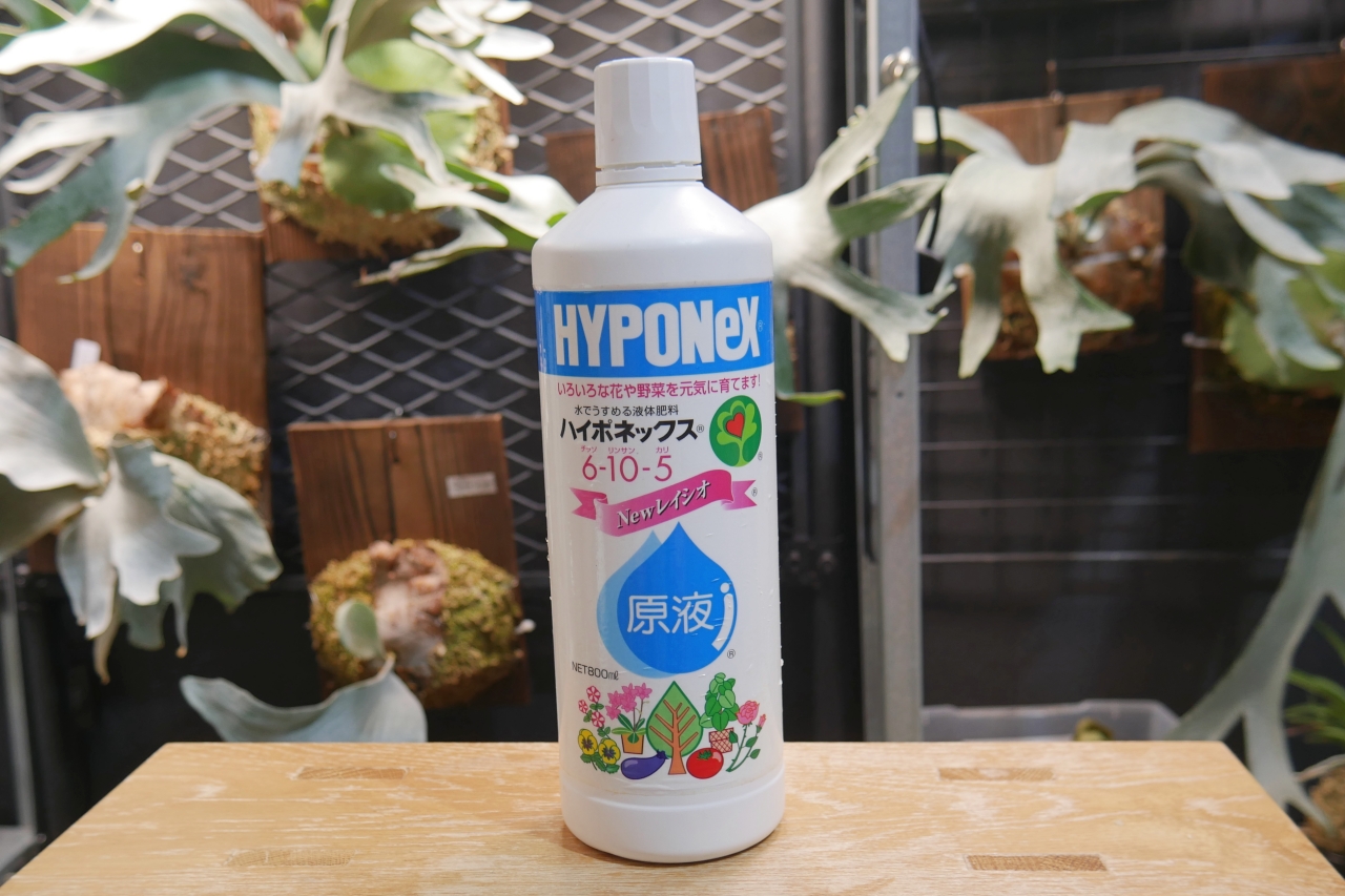 ビカクシダ栽培における【肥料】と【活力剤】の役割の違いと与えるタイミング