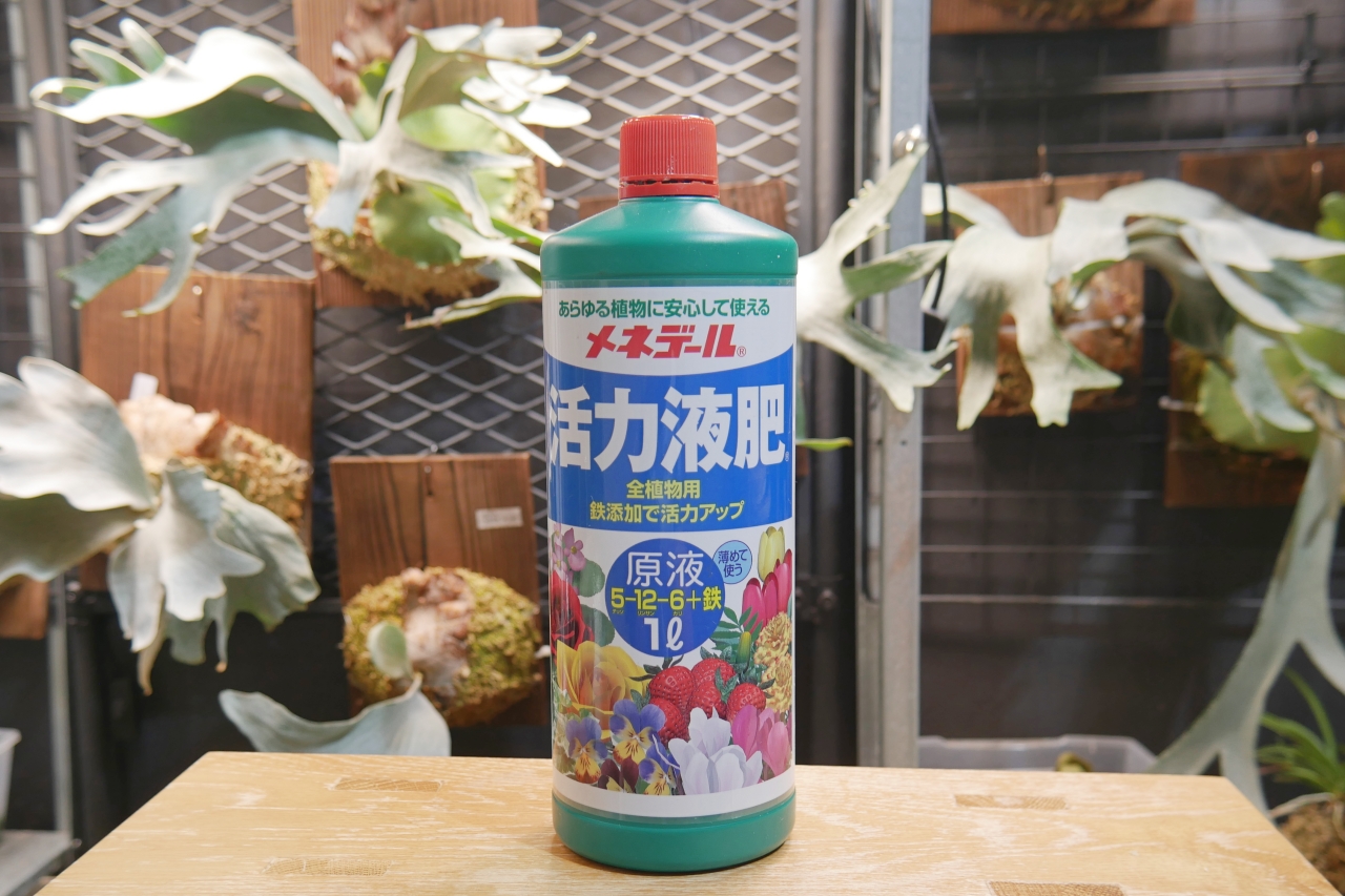 ビカクシダ栽培における【肥料】と【活力剤】の役割の違いと与えるタイミング