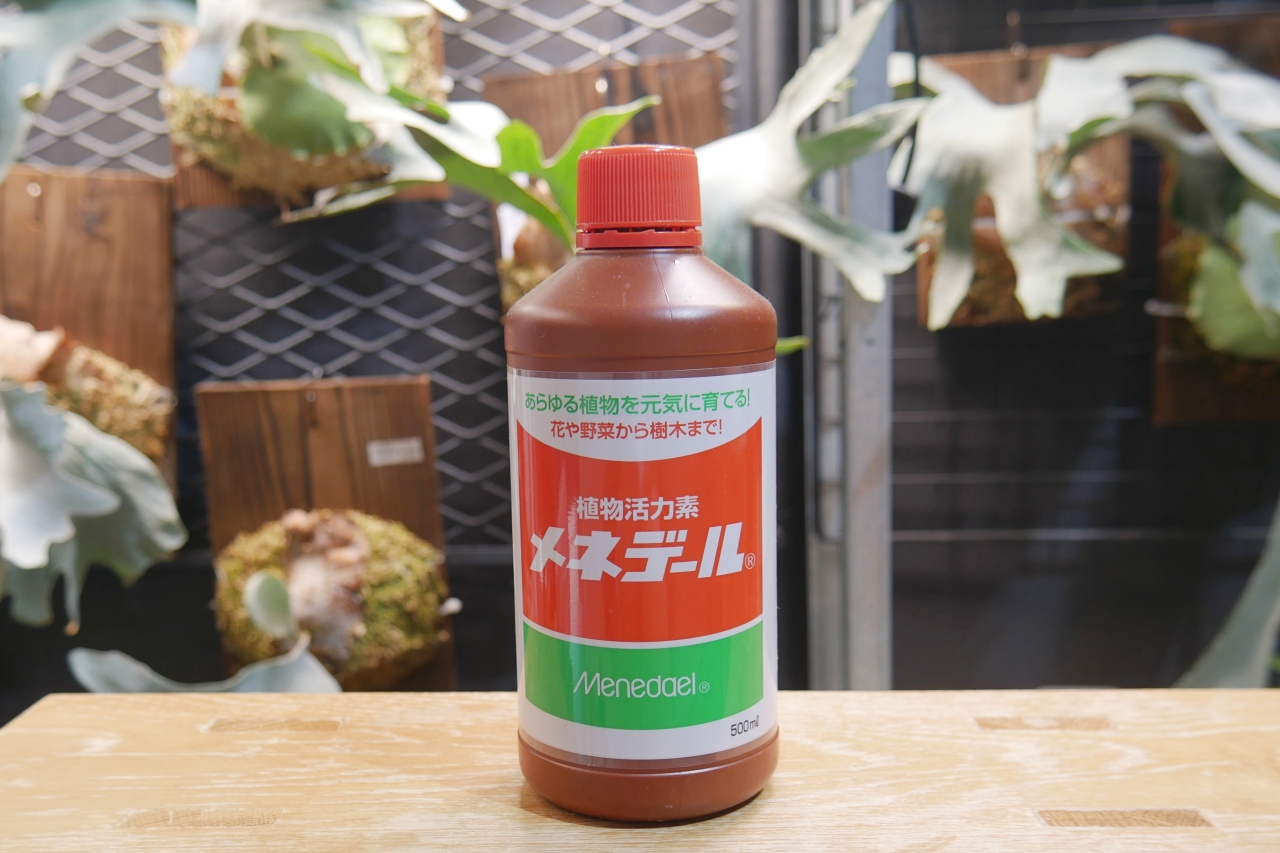 ビカクシダ栽培における【肥料】と【活力剤】の役割の違いと与えるタイミング