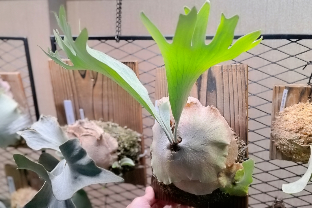 【板付けビカクシダ】着生板の種類と特徴 おもなビカクシダ板付に用いられる板の素材を解説